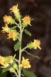 Buckley's goldenrod 